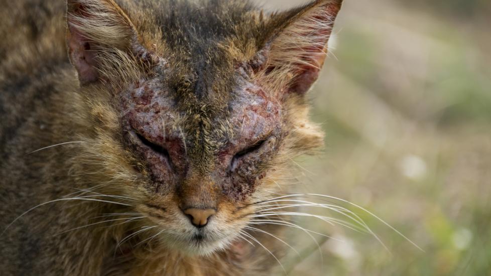 Scabies on shop cats home remedies